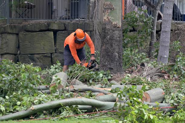 The Steps Involved in Our Tree Care Process in Cayucos, CA